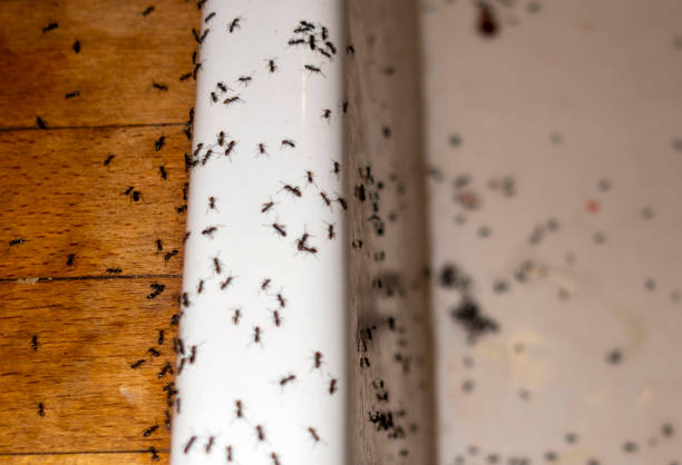 Best Pest Removal Services  in Liverpool, NY