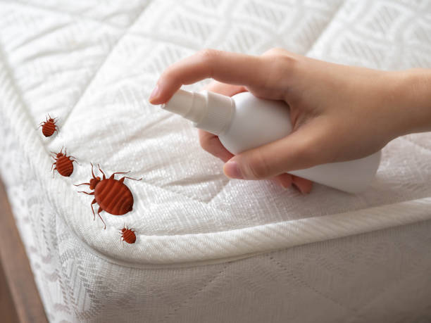 Best Mosquito Control Services  in Liverpool, NY